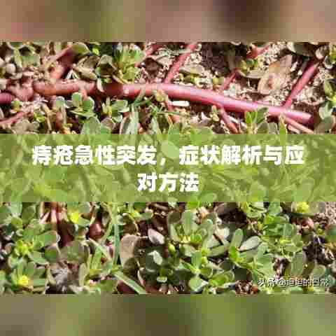 痔疮急性突发，症状解析与应对方法