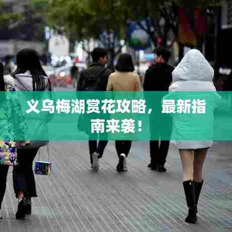 义乌梅湖赏花攻略，最新指南来袭！