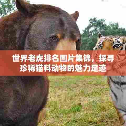 世界老虎排名图片集锦，探寻珍稀猫科动物的魅力足迹