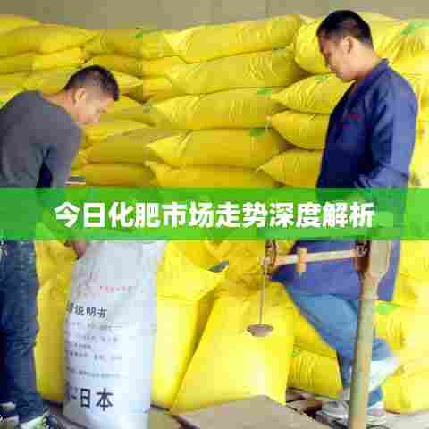 今日化肥市场走势深度解析