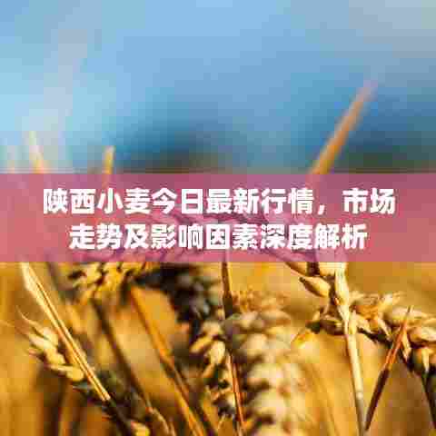 陕西小麦今日最新行情，市场走势及影响因素深度解析