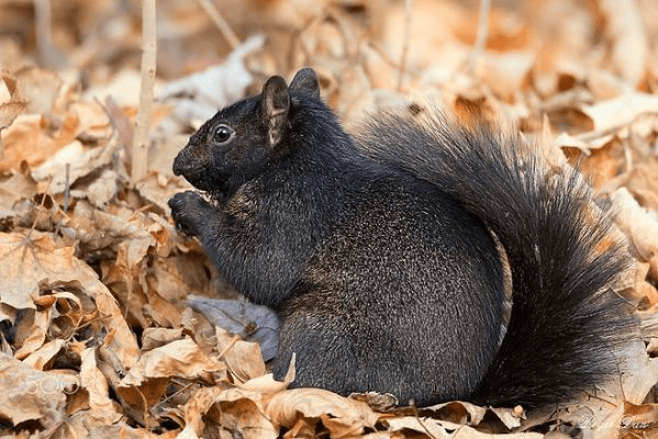 黑松鼠官方下载,定量解答解释定义|WP版_v9.416