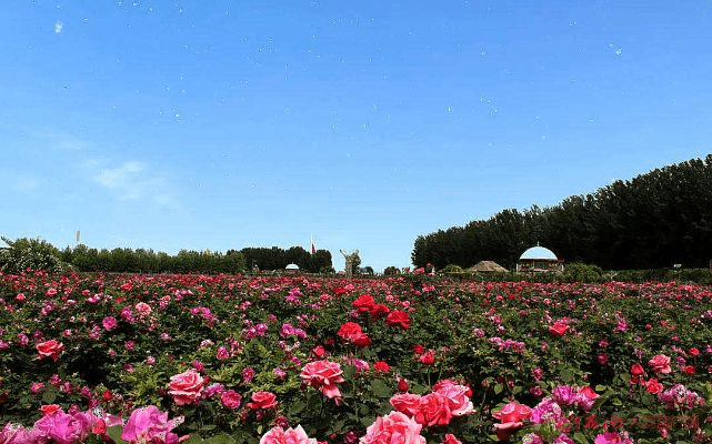 玫瑰庄园下载官方,科学依据解析说明 BT1_v5.594