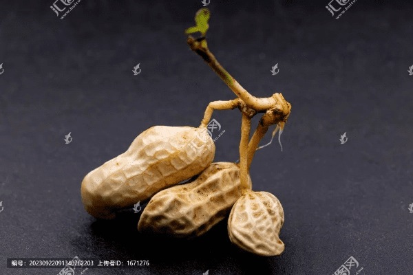 花生壳官方下载,理论解答解释定义|W_v4.561